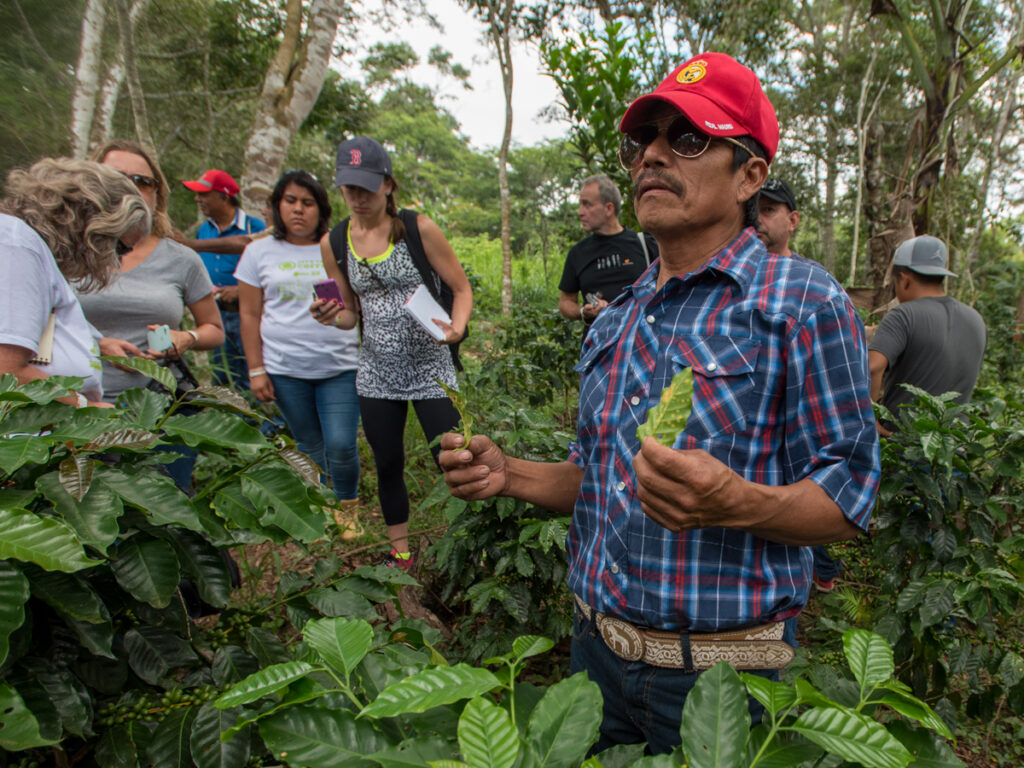 Productores de café de  San Fernando, Chiapas. 