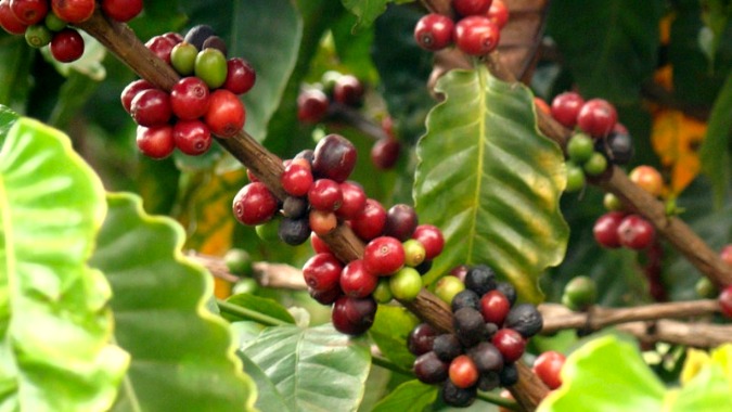 En Colombia se cosecha café arábica.