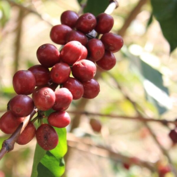 Café Eugenioides