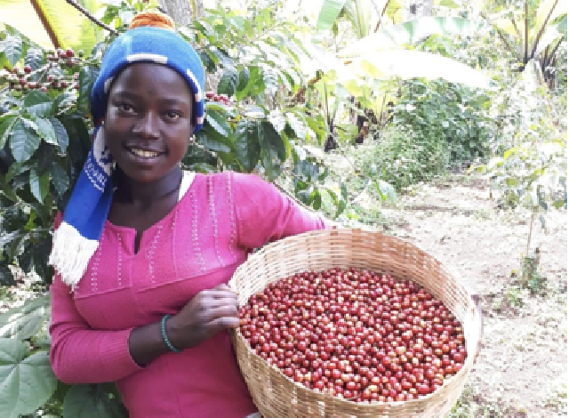 Producción del café en Etiopía 