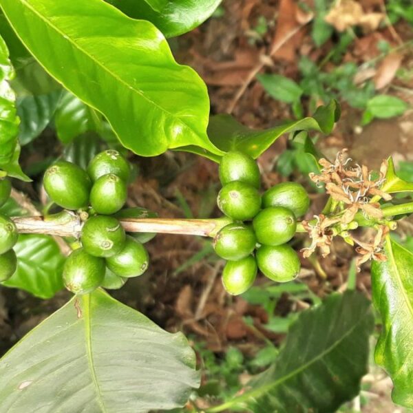 Diferencia variedades, cultivares e híbridos de café