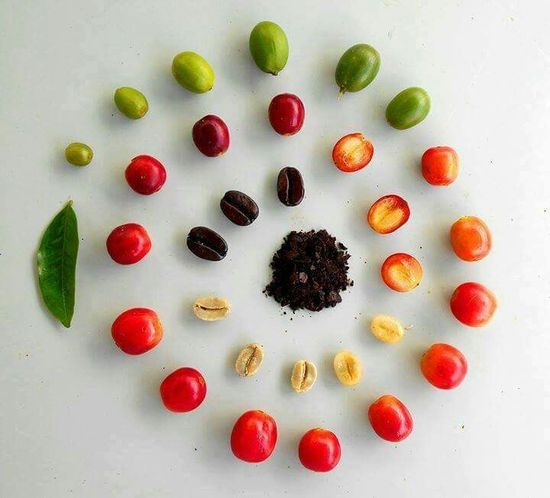Fruto del café: viaje de la semilla a su recolección - Primero Café